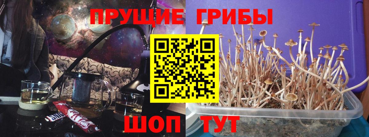 Галлюциногенные грибы Psilocybe Батайск